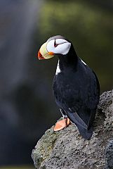 Horned Puffin